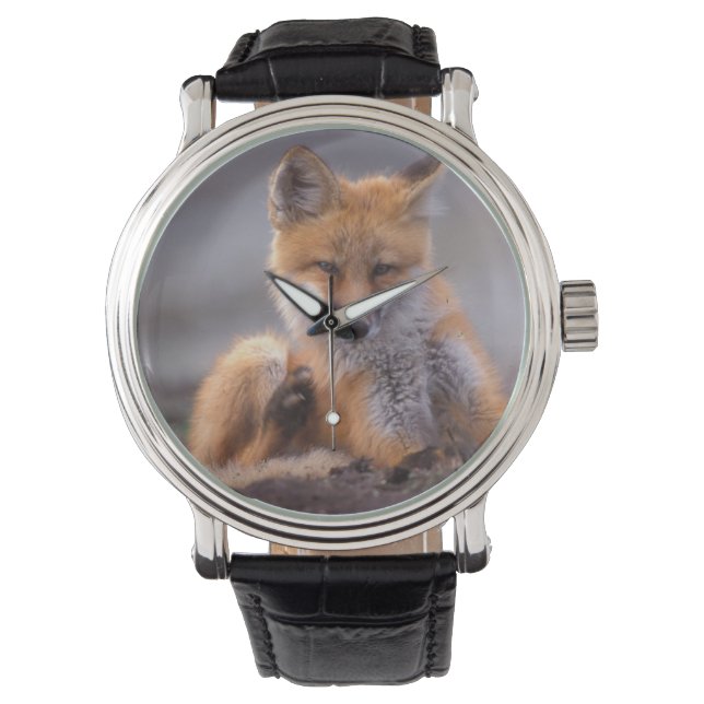 赤いキツネ, Vulpes vulpes, 子狐が体を掻く 腕時計 (正面)