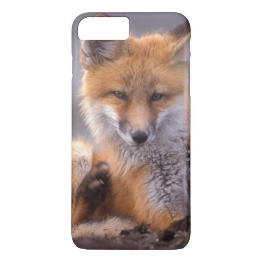 赤いキツネ, Vulpes vulpes, 子狐が体を掻く Case-Mate iPhoneケース (裏面)