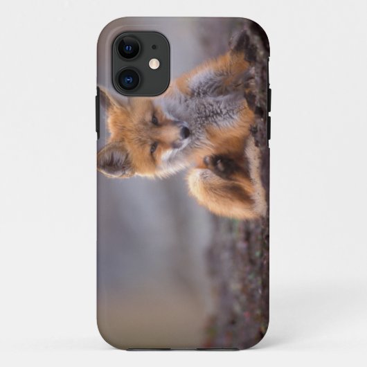赤いキツネ、Vulpes vulpes、子狐が体を掻く、 Case-Mate iPhoneケース (裏面)