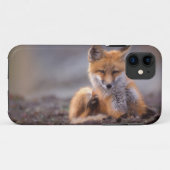 赤いキツネ、Vulpes vulpes、子狐が体を掻く、 Case-Mate iPhoneケース (裏面(横))