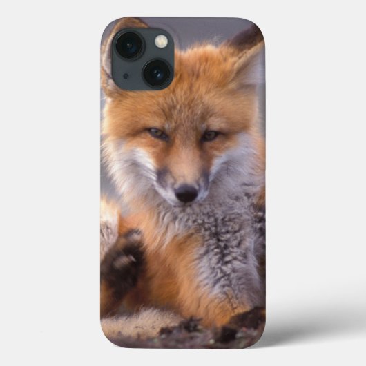 赤いキツネ, Vulpes vulpes, 子狐が体を掻く Case-Mate iPhoneケース (裏面)