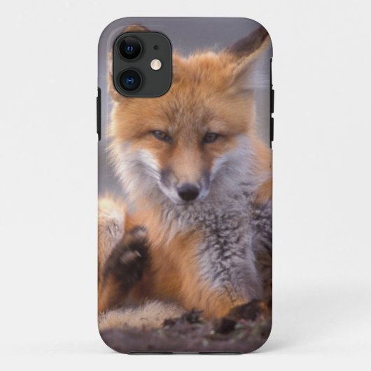 赤いキツネ、Vulpes vulpes、子狐が体を掻く、 Case-Mate iPhoneケース (裏面)
