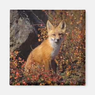 赤いキツネ、Vulpes vulpes、秋の色あいに染まったブルックス山脈の中央北斜面、北極圏のアラ マグネット