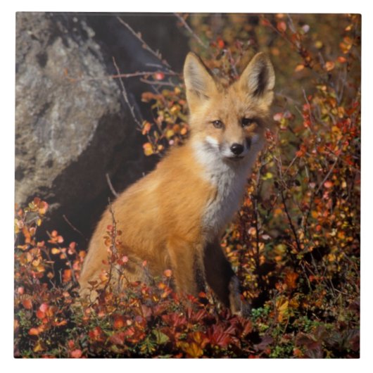 赤いキツネ、Vulpes vulpes、秋の色に染まる タイル (正面)