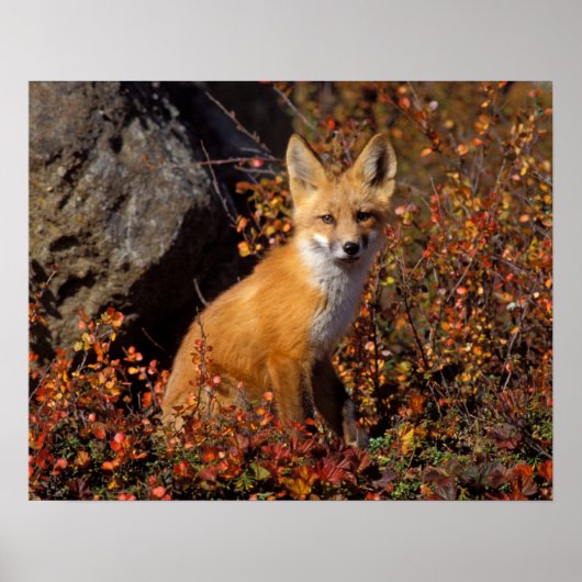赤いキツネ、Vulpes vulpes、秋の色合いで ポスター (正面)