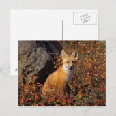 赤いキツネ、Vulpes vulpes、秋の色合いの中で ポストカード (正面/裏面)