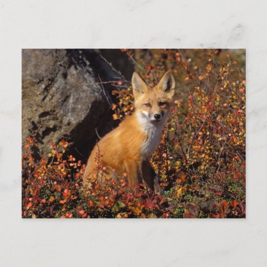 赤いキツネ、Vulpes vulpes、秋の色合いの中で ポストカード (正面)