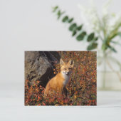 赤いキツネ、Vulpes vulpes、秋の色合いの中で ポストカード (スタンド正面)