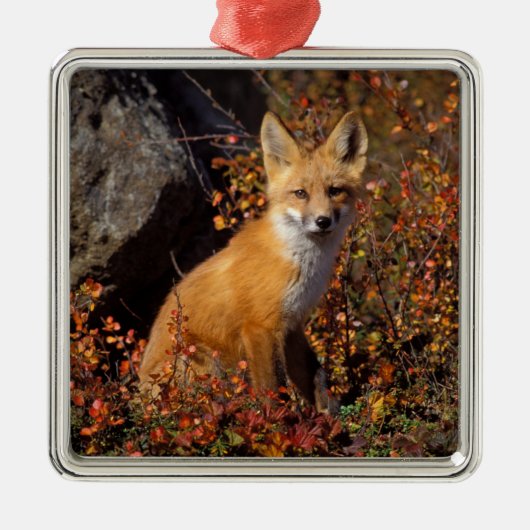 赤いキツネ、Vulpes vulpes、秋の色合いの中で メタルオーナメント (正面)