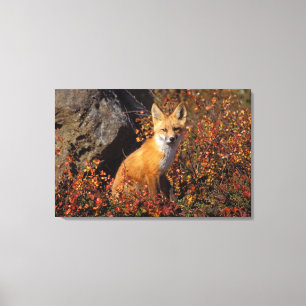赤いキツネ、Vulpes vulpes、秋の色合い ブルックス山脈の中央北斜面、北極アラスカ キャンバスプリント