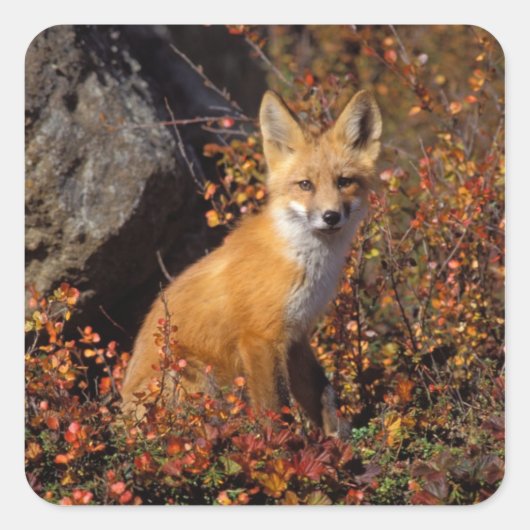 赤いキツネ、Vulpes vulpes、秋の色合い ブルックス山脈の中央北斜面、北極アラスカ スクエアシール (正面)
