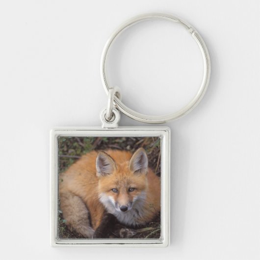 赤いキツネ、Vulpes vulpes、秋の色彩 キーホルダー (正面)