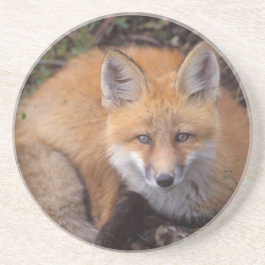 赤いキツネ、Vulpes vulpes、秋の色彩 コースター (正面)