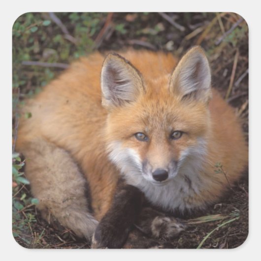赤いキツネ、Vulpes vulpes、秋の色彩 スクエアシール (正面)