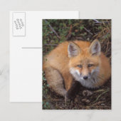 赤いキツネ、Vulpes vulpes、秋の色彩 ポストカード (正面/裏面)