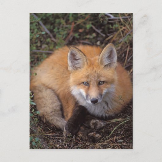 赤いキツネ、Vulpes vulpes、秋の色彩 ポストカード (正面)
