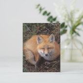 赤いキツネ、Vulpes vulpes、秋の色彩 ポストカード (スタンド正面)