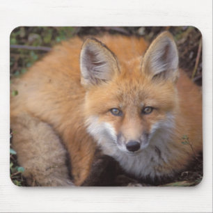 赤いキツネ、Vulpes vulpes、秋の色彩 マウスパッド