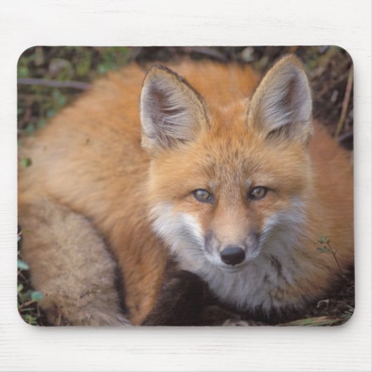 赤いキツネ、Vulpes vulpes、秋の色彩 マウスパッド (正面)