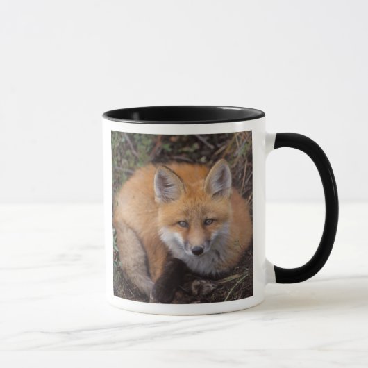 赤いキツネ、Vulpes vulpes、秋の色彩 マグカップ (右)
