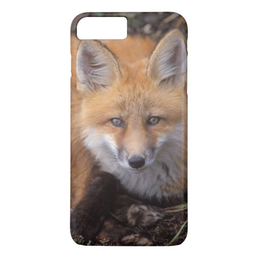 赤いキツネ、Vulpes vulpes、秋の色彩 Case-Mate iPhoneケース (裏面)