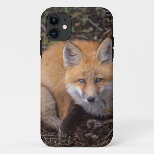 赤いキツネ、Vulpes vulpes、秋の色彩 Case-Mate iPhoneケース (裏面)