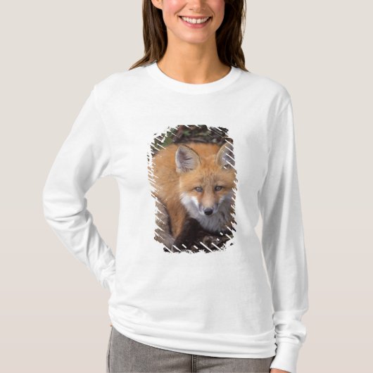 赤いキツネ、Vulpes vulpes、秋の色彩 Tシャツ (正面)