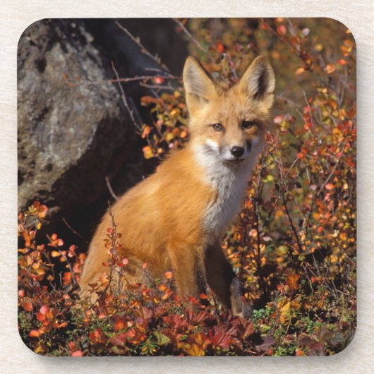 赤いキツネ、Vulpes vulpes、秋の色調の中、 コースター (正面)