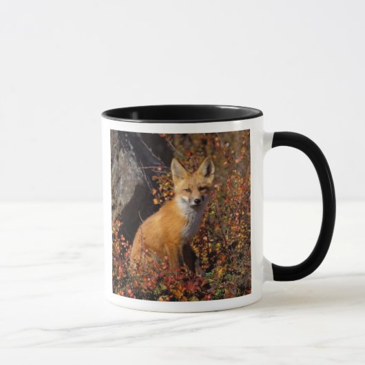 赤いキツネ、Vulpes vulpes、秋の色調の中、 マグカップ (右)
