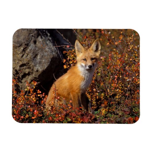 赤いキツネ、Vulpes vulpes、秋の色調の中、 マグネット (横)
