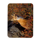 赤いキツネ、Vulpes vulpes、秋の色調の中、 マグネット (縦)
