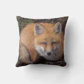 赤いキツネ、Vulpes vulpes、秋の色 クッション (裏面)