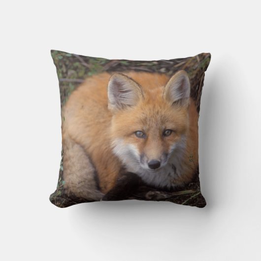 赤いキツネ、Vulpes vulpes、秋の色 クッション (正面)