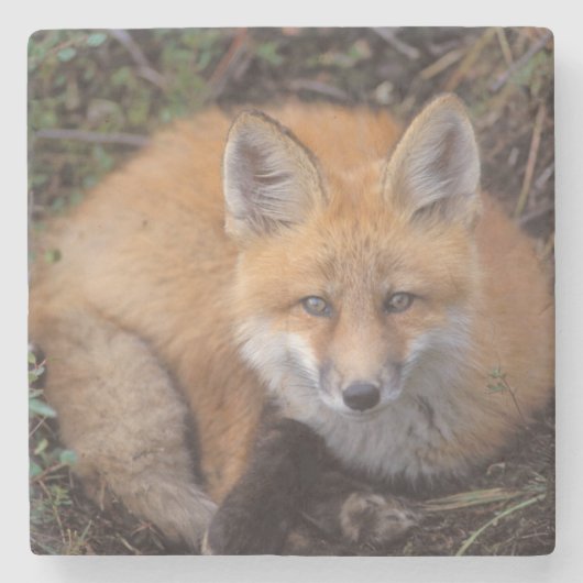 赤いキツネ、Vulpes vulpes、秋の色 ストーンコースター (正面)