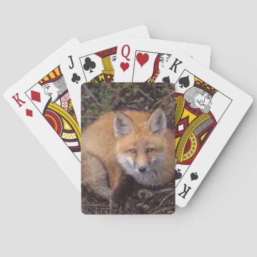 赤いキツネ、Vulpes vulpes、秋の色 トランプ (裏面)