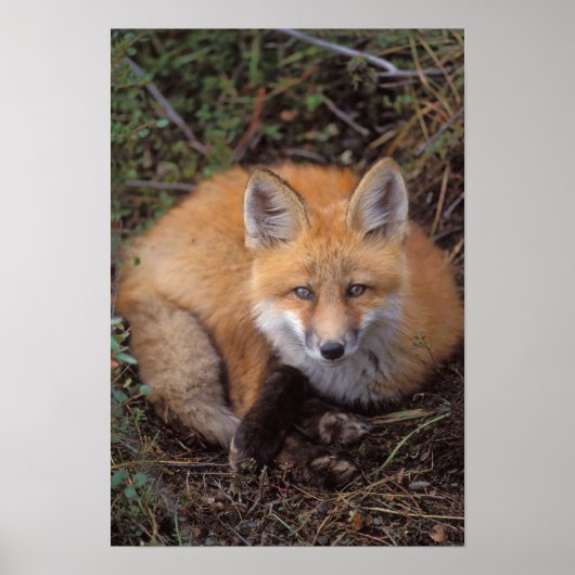 赤いキツネ、Vulpes vulpes、秋の色 ポスター (正面)
