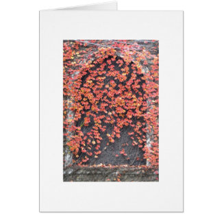 赤いキヅタが付いている古い窓