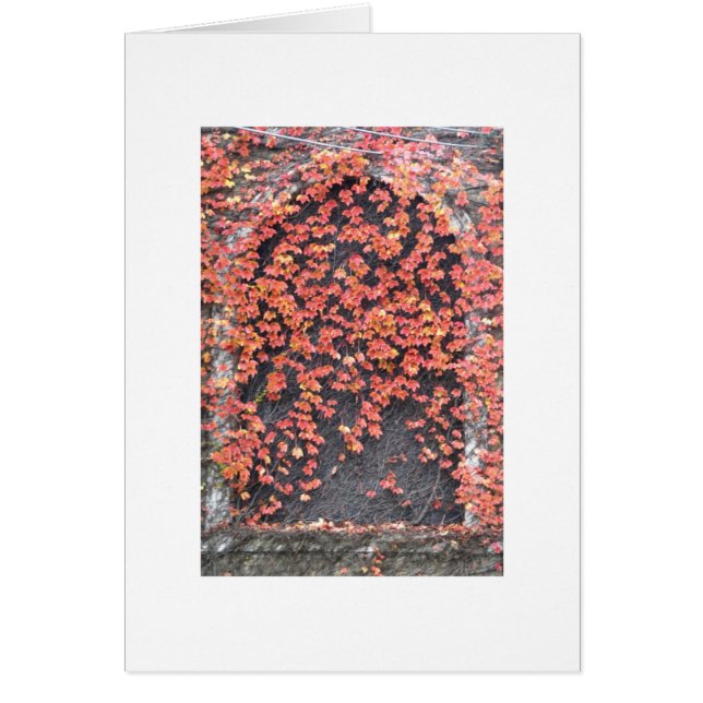 赤いキヅタが付いている古い窓 (正面)