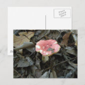 赤いキノコのポストカード ポストカード (正面/裏面)