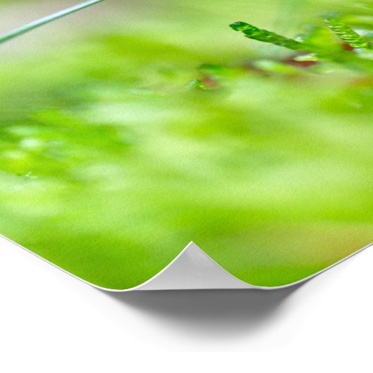 赤いキノコの秋の夏の写真の終わり ポスター (角)