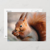 赤いキリシッカがハシバミの実を食べている ポストカード (正面/裏面)