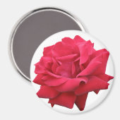 赤いクラシックバラ マグネット (正面/裏面)