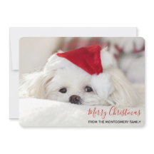 赤いクリスマスの帽子をかぶったかわいい白犬