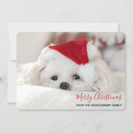 赤いクリスマスの帽子をかぶったかわいい白犬 シーズンカード