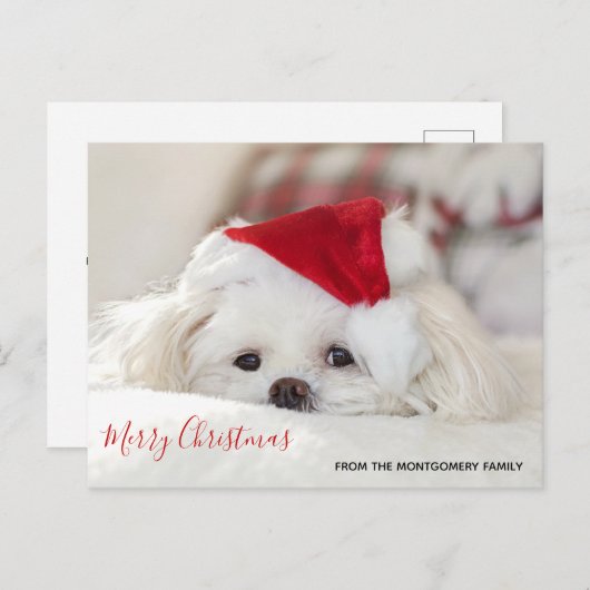 赤いクリスマスの帽子をかぶったかわいい白犬 シーズンポストカード (正面/裏面)
