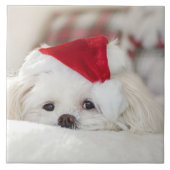 赤いクリスマスの帽子をかぶったかわいい白犬 タイル (正面)