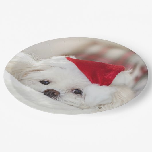 赤いクリスマスの帽子をかぶったかわいい白犬 ペーパープレート (アングル)