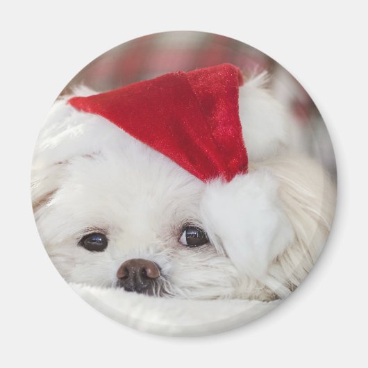 赤いクリスマスの帽子をかぶったかわいい白犬 マグネット (正面)