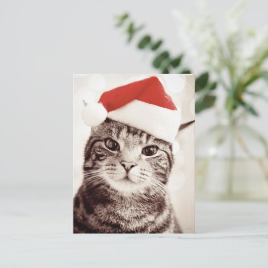赤いクリスマスの帽子を身に着けている国内虎猫猫 シーズンポストカード (スタンド正面)