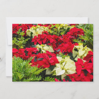 赤いクリスマスの花 ポインセチア シーズンカード